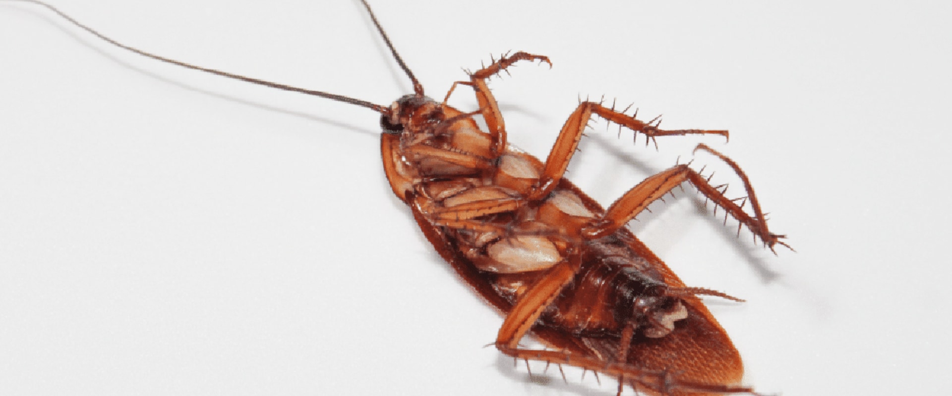 Why do roaches come out after extermination?