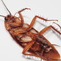 Where do roaches go after extermination?
