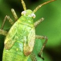 What are the advantages and disadvantages of biological control?