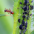 What is eco-friendly pest control?