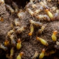 Protecting Your Investment: Why Indoor Pest Control Is Key To Termite Prevention In Pittsburgh