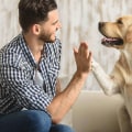 Is indoor pest control safe for dogs?