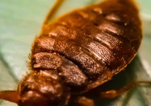 How often do bed bugs return after treatment?