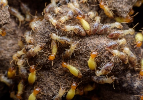 Protecting Your Investment: Why Indoor Pest Control Is Key To Termite Prevention In Pittsburgh