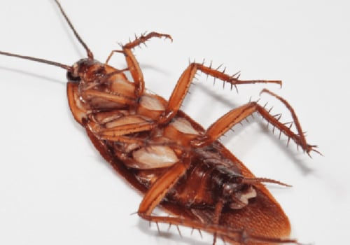 Is it normal to see more roaches after pest control?