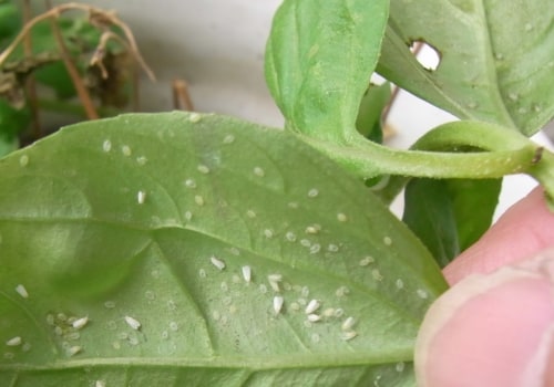 Which indoor plants attract bugs?