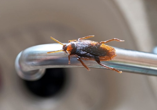 Is home pest control necessary?