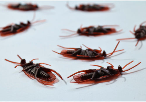 Why DIY Solutions Fall Short: The Need For A Professional Cockroach Exterminator For Indoor Pest Control In Las Vegas