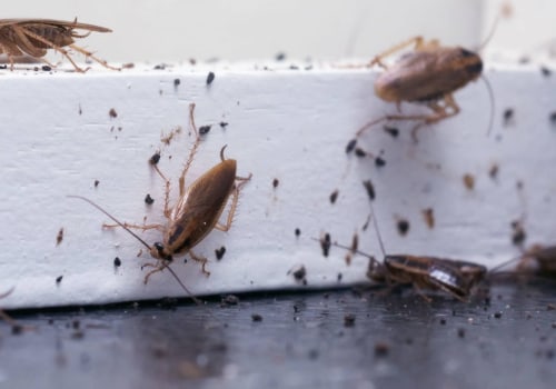 Can you get bugs in a clean house?