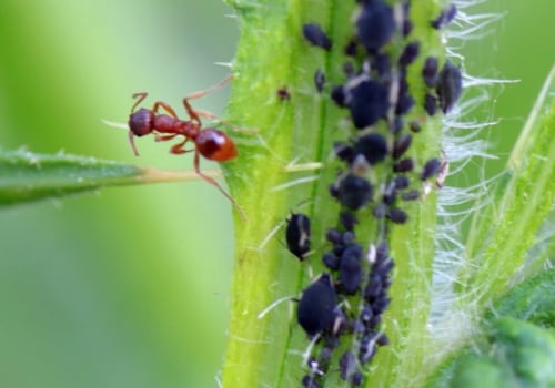 What are the 3 ways you can control pest without harming the environment?